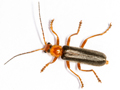 Cantharis rufa